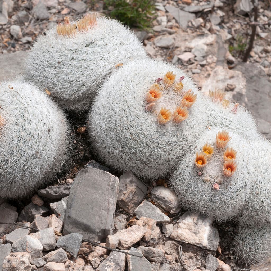 Mammillaria candida - Snowball pincusion
