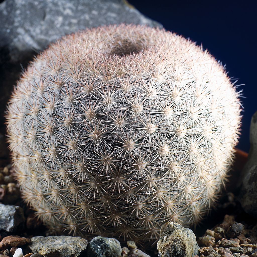 Mammillaria candida - Snowball pincusion