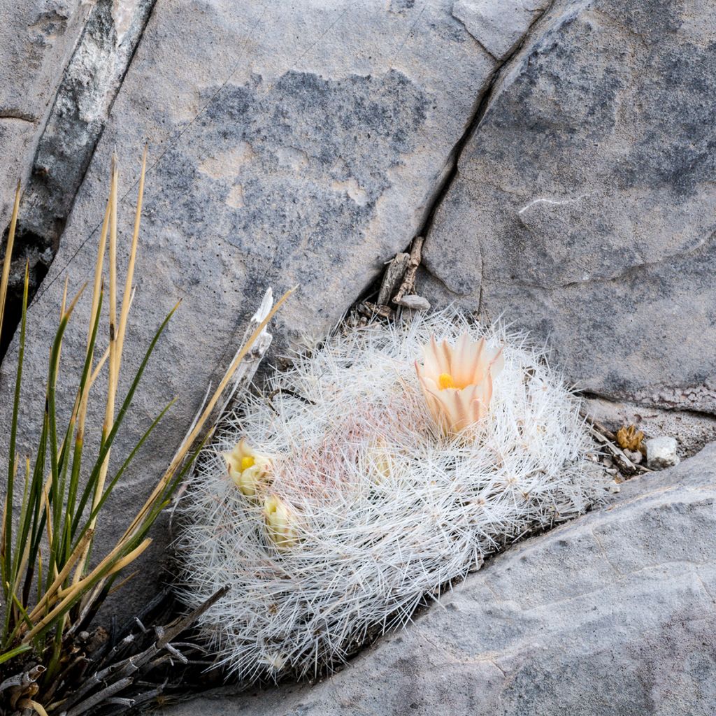 Mammillaria candida - Snowball pincusion
