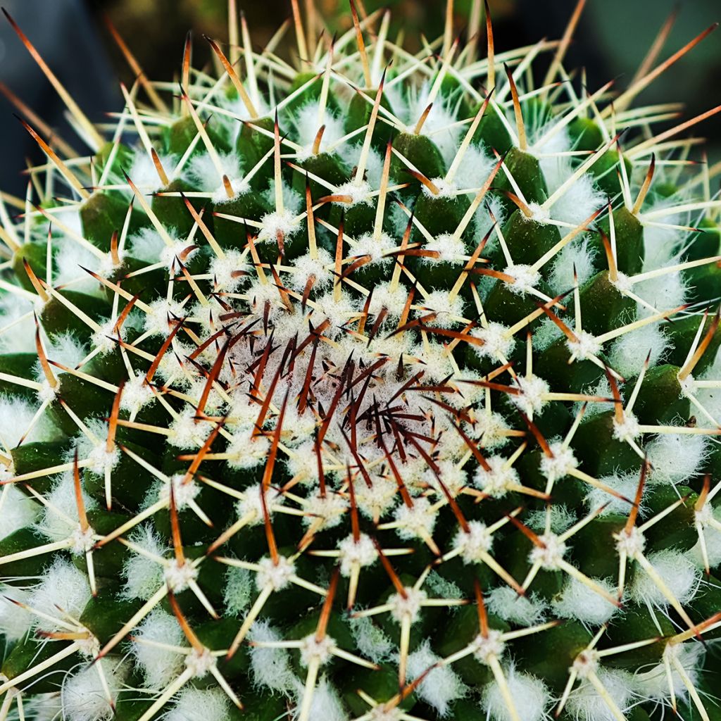 Mammillaria nejapensis Silver Arrows - Cactus