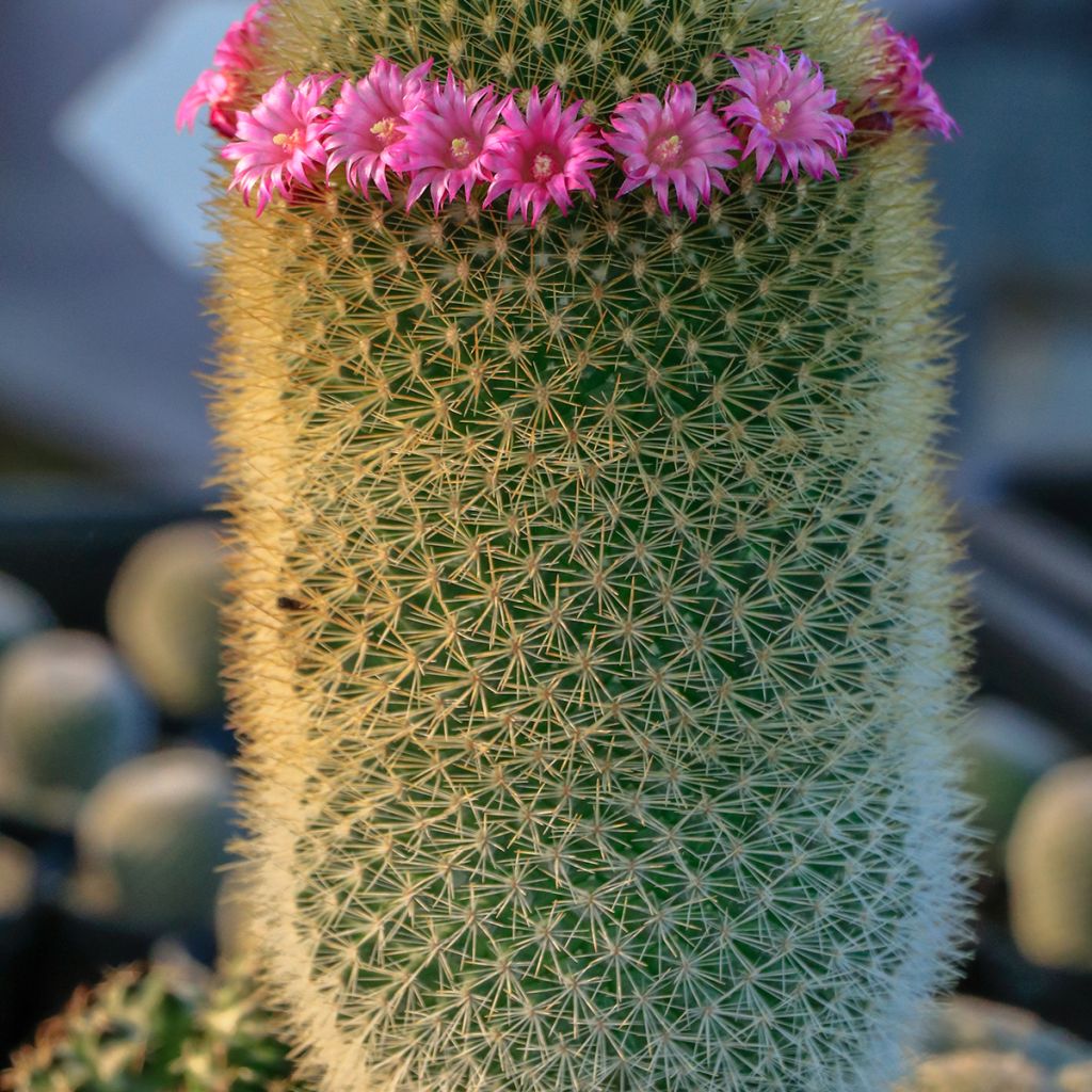Mammillaria pilcayensis - Cactus