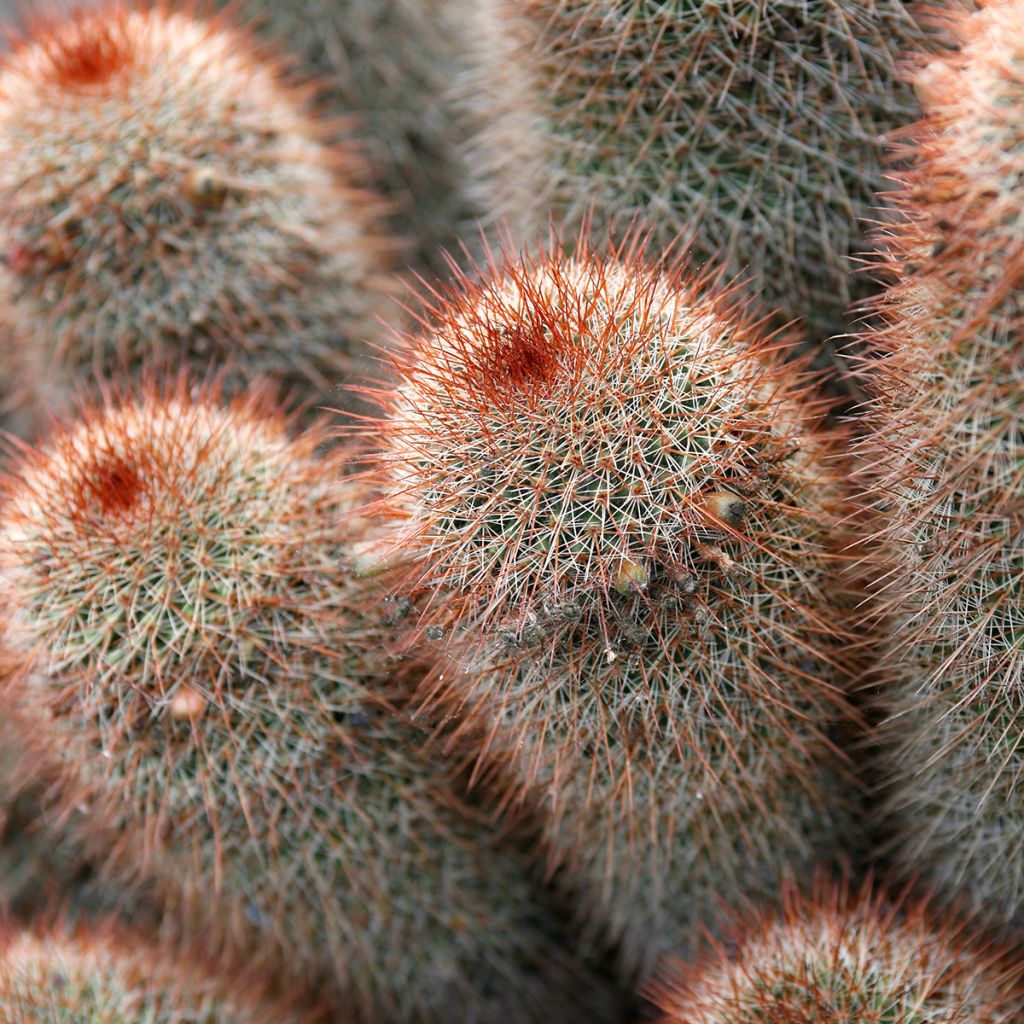 Mammillaria spinosissima f. rubrispina - Red Headed Irishman cactus
