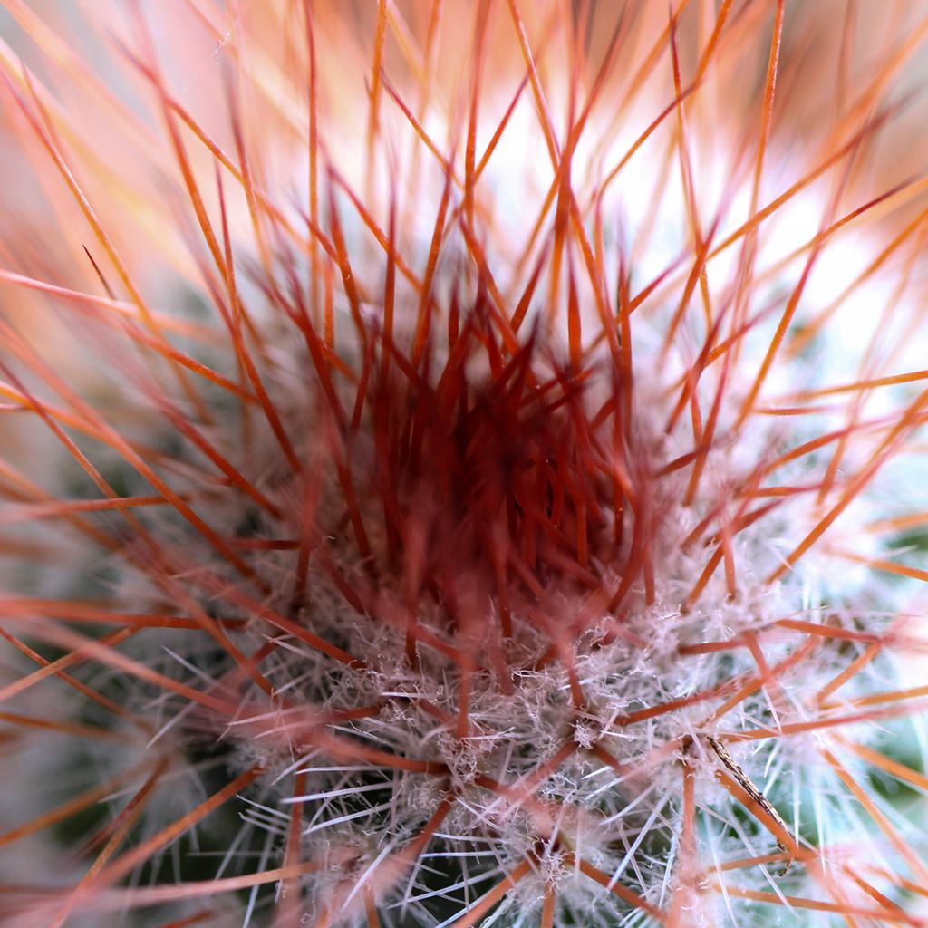 Mammillaria spinosissima f. rubrispina - Red Headed Irishman cactus