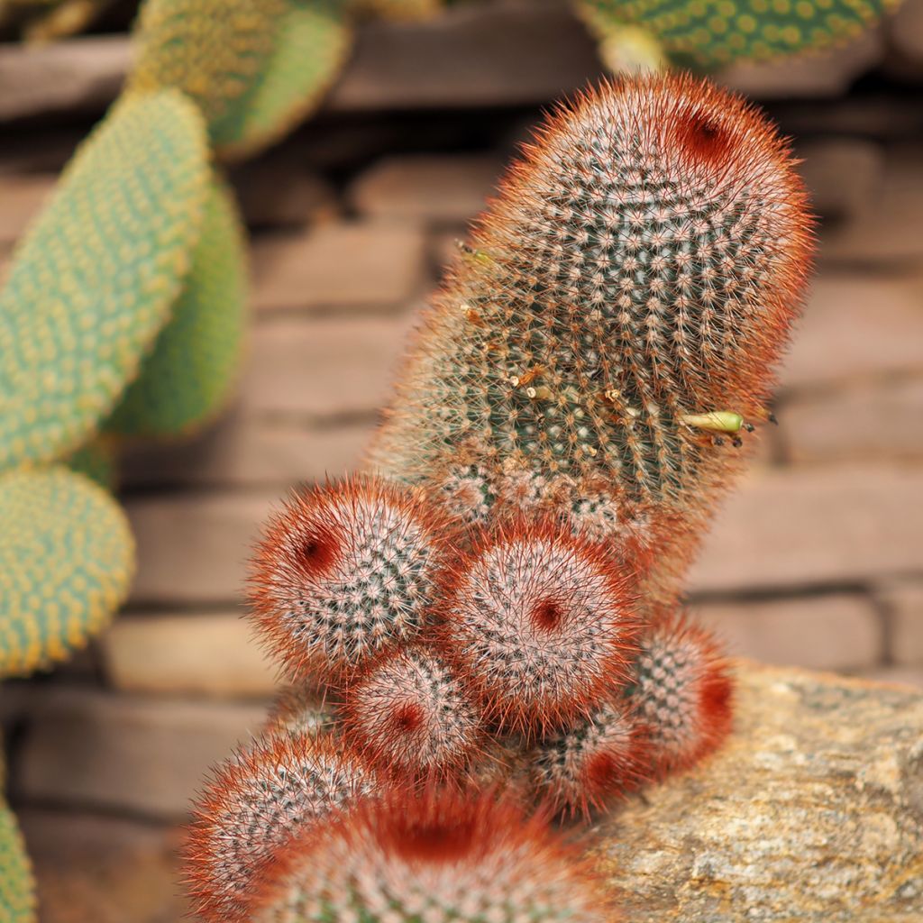Mammillaria spinosissima f. rubrispina - Red Headed Irishman cactus