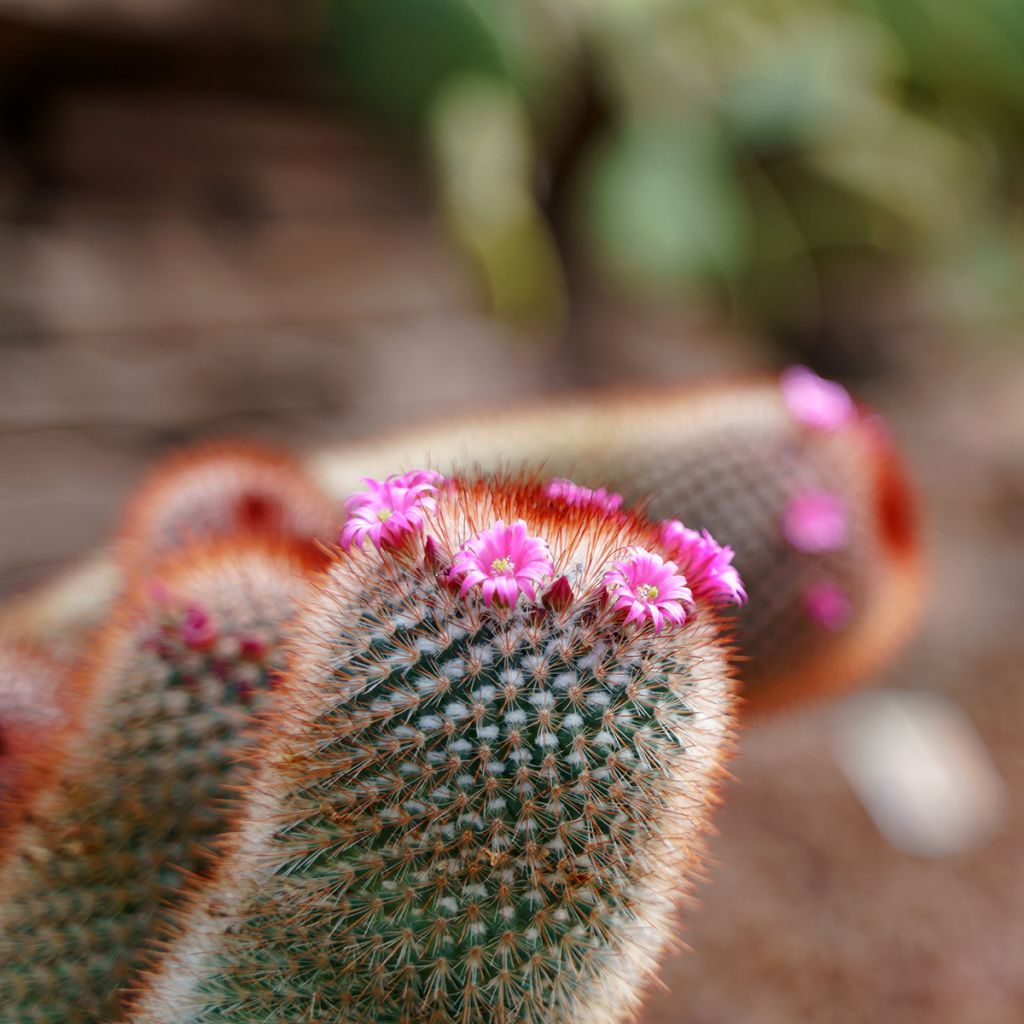Mammillaria spinosissima f. rubrispina - Red Headed Irishman cactus