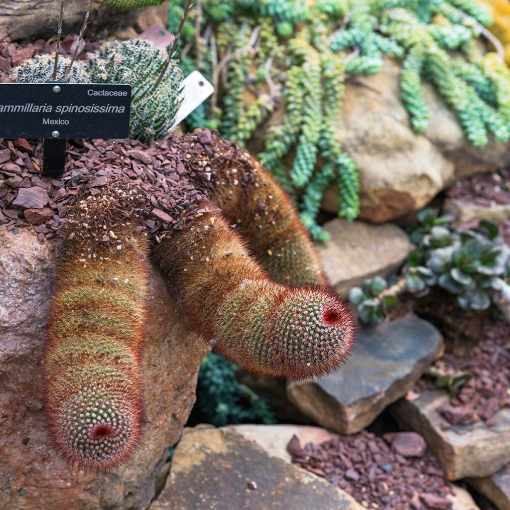 Mammillaria spinosissima f. rubrispina - Red Headed Irishman cactus