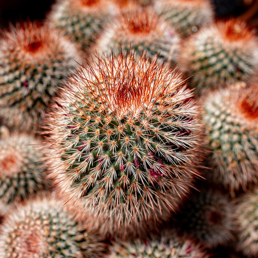 Mammillaria spinosissima f. rubrispina - Red Headed Irishman cactus