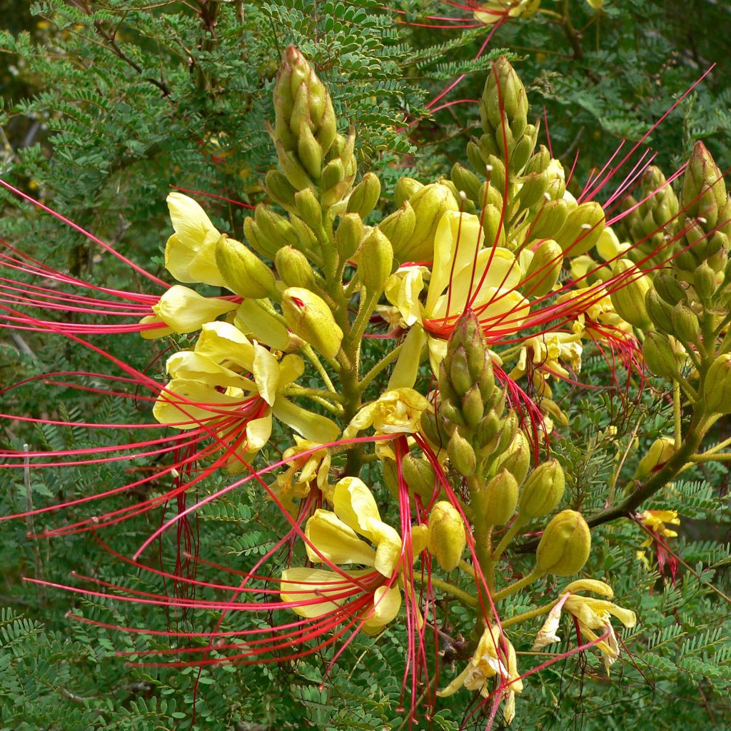 Caesalpinia gilliesii