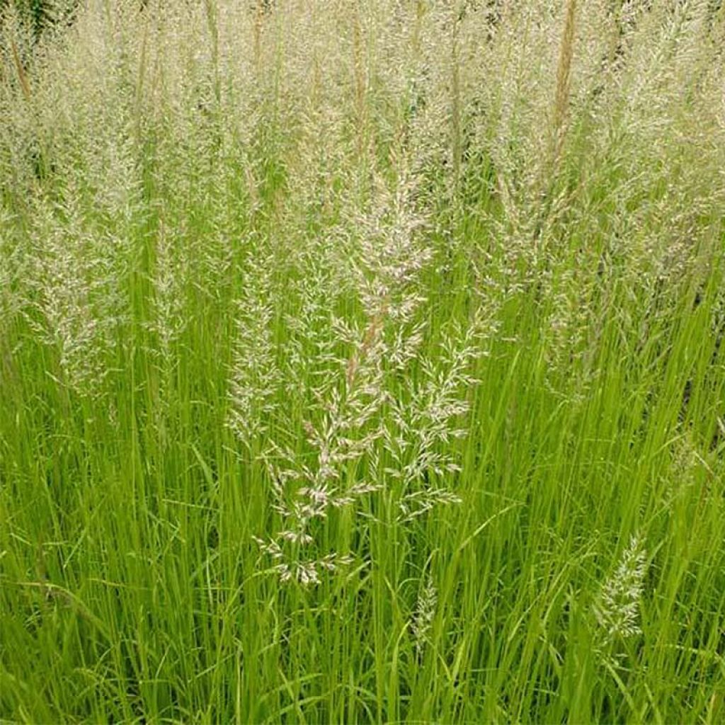 Calamagrostis acutiflora Waldenbuch - Feather Reed Grass