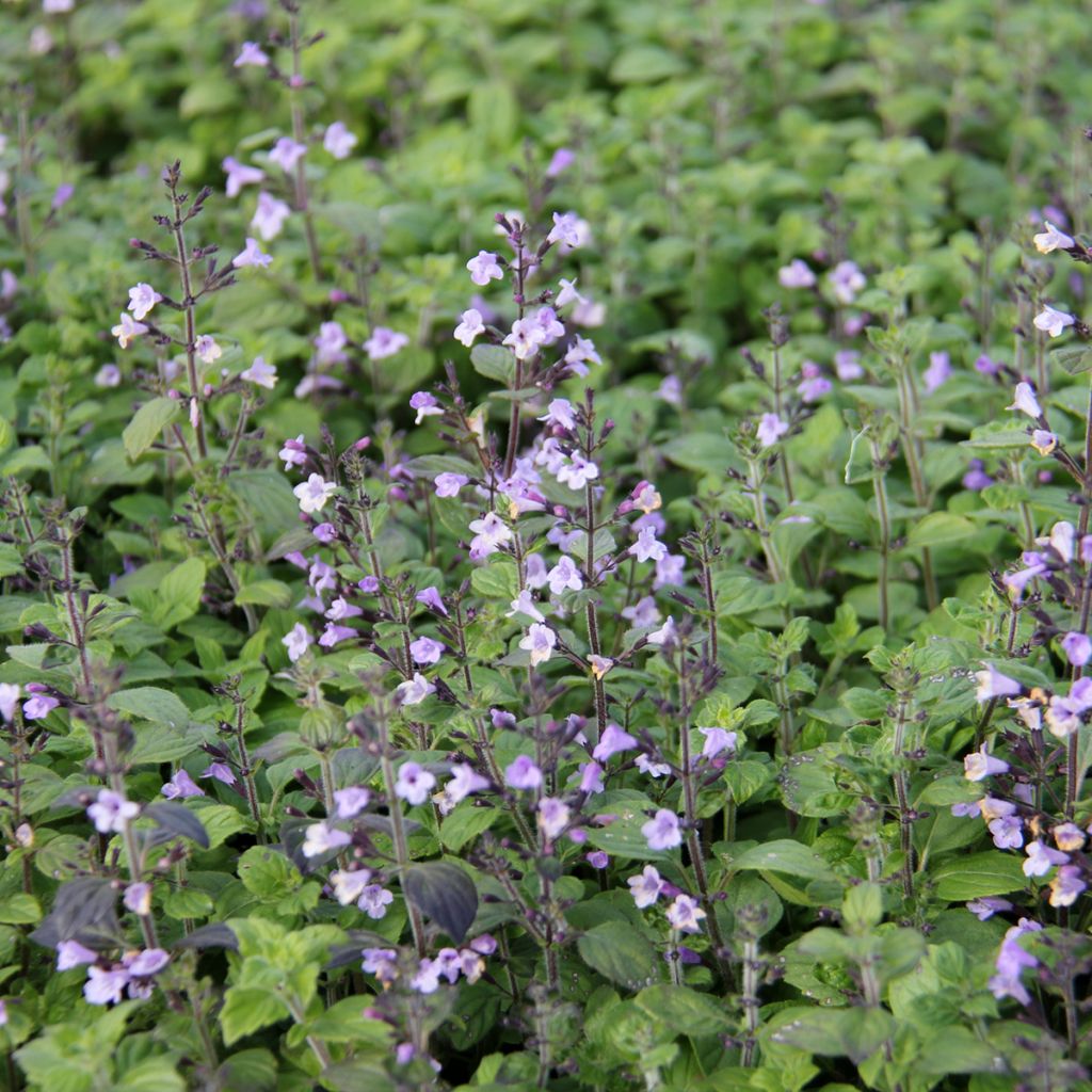 Calamintha nepeta Marvelette Blue - Lesser calamint