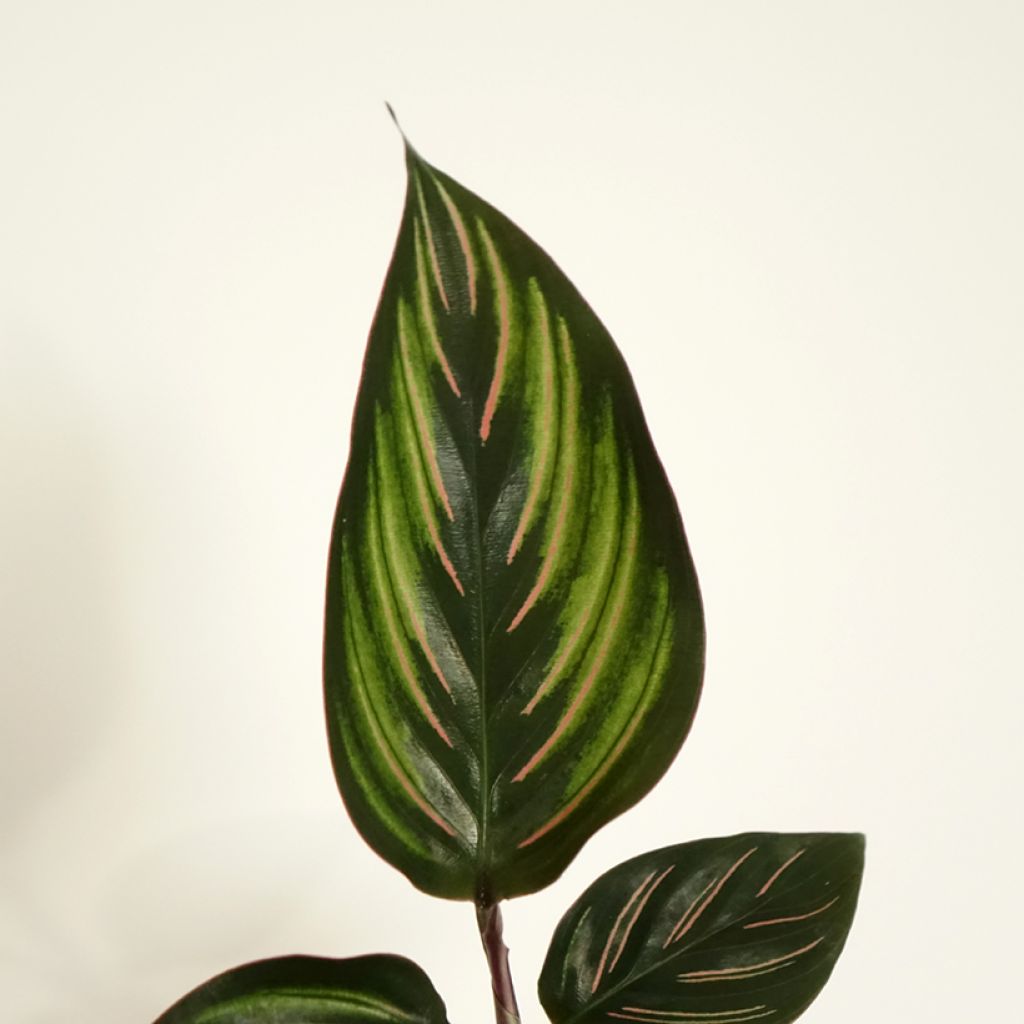 Calathea ornata Beauty Star - Peacock plant