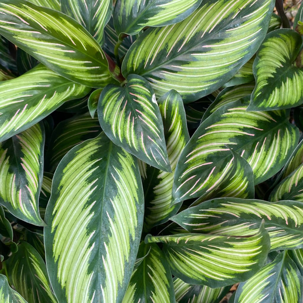 Calathea ornata Beauty Star - Peacock plant