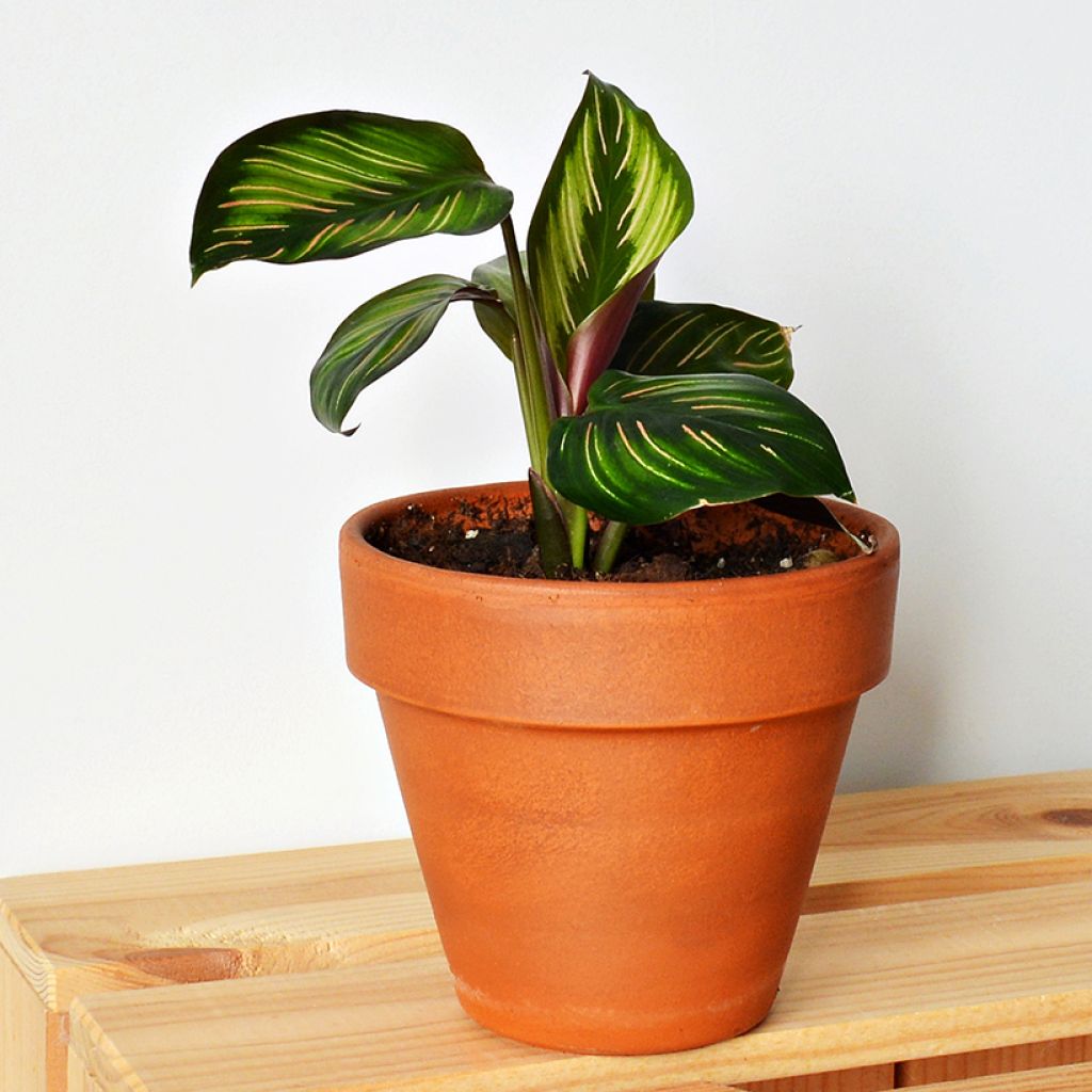 Calathea ornata Beauty Star - Peacock plant