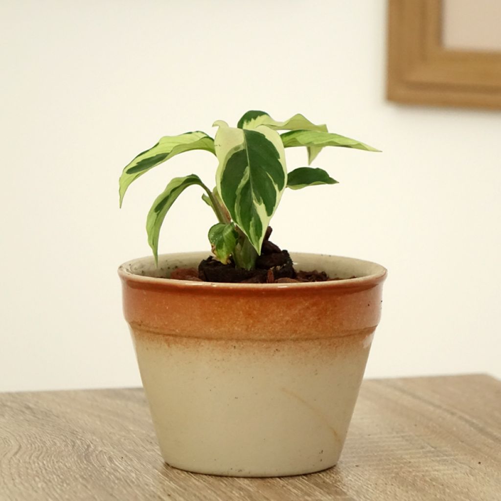 Calathea lietzei Fusion White - Peacock plant