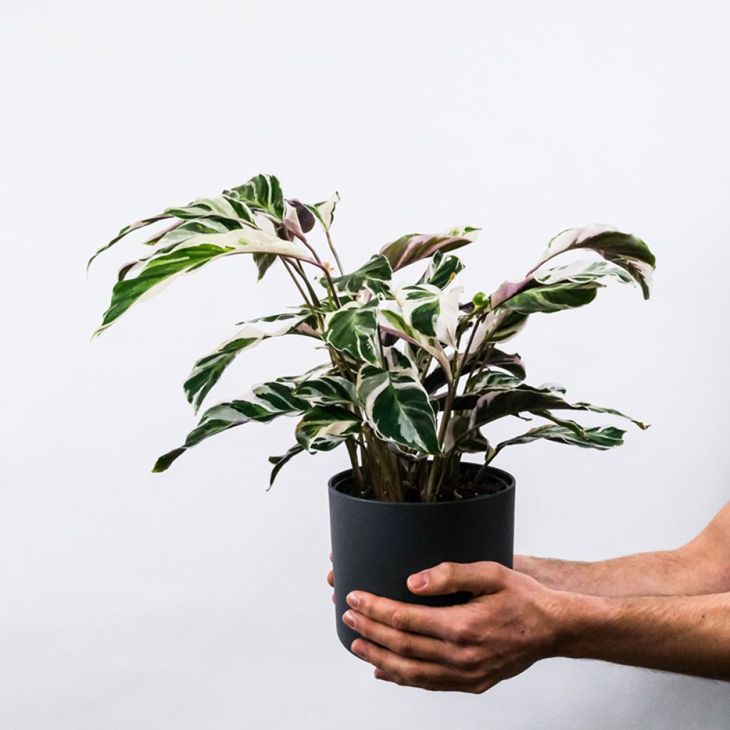 Calathea lietzei Fusion White - Peacock plant