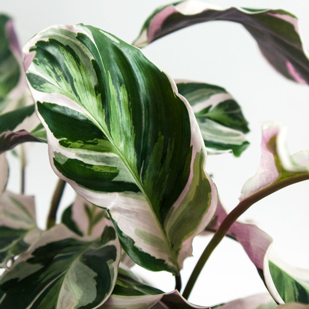 Calathea lietzei Fusion White - Peacock plant