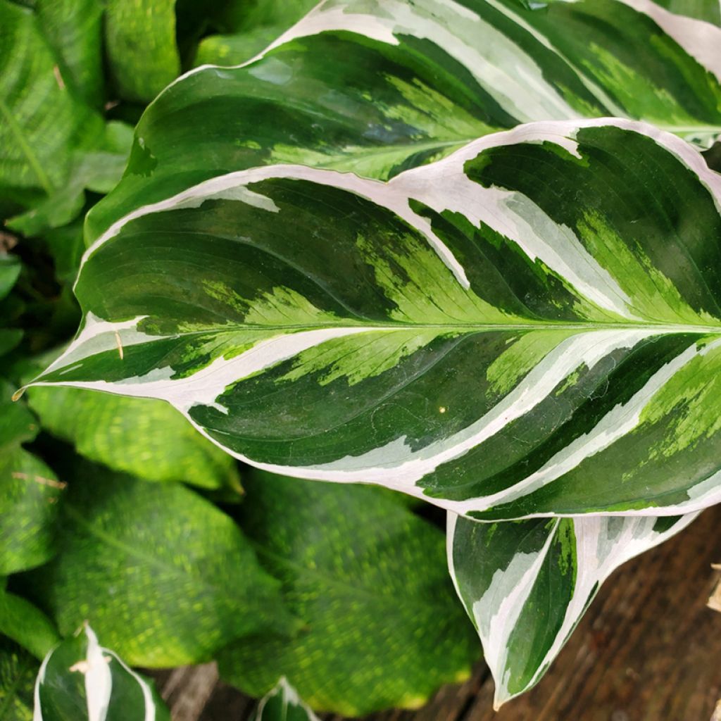 Calathea lietzei Fusion White - Peacock plant