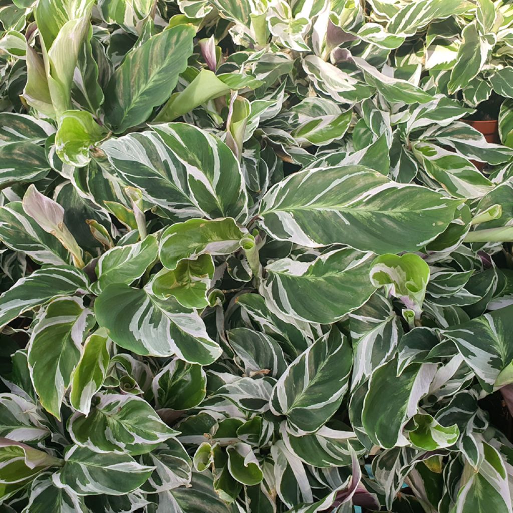 Calathea lietzei Fusion White - Peacock plant
