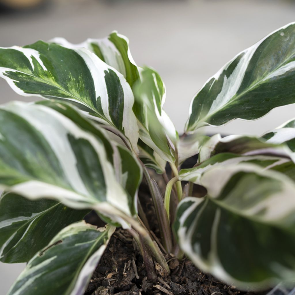 Calathea lietzei Fusion White - Peacock plant