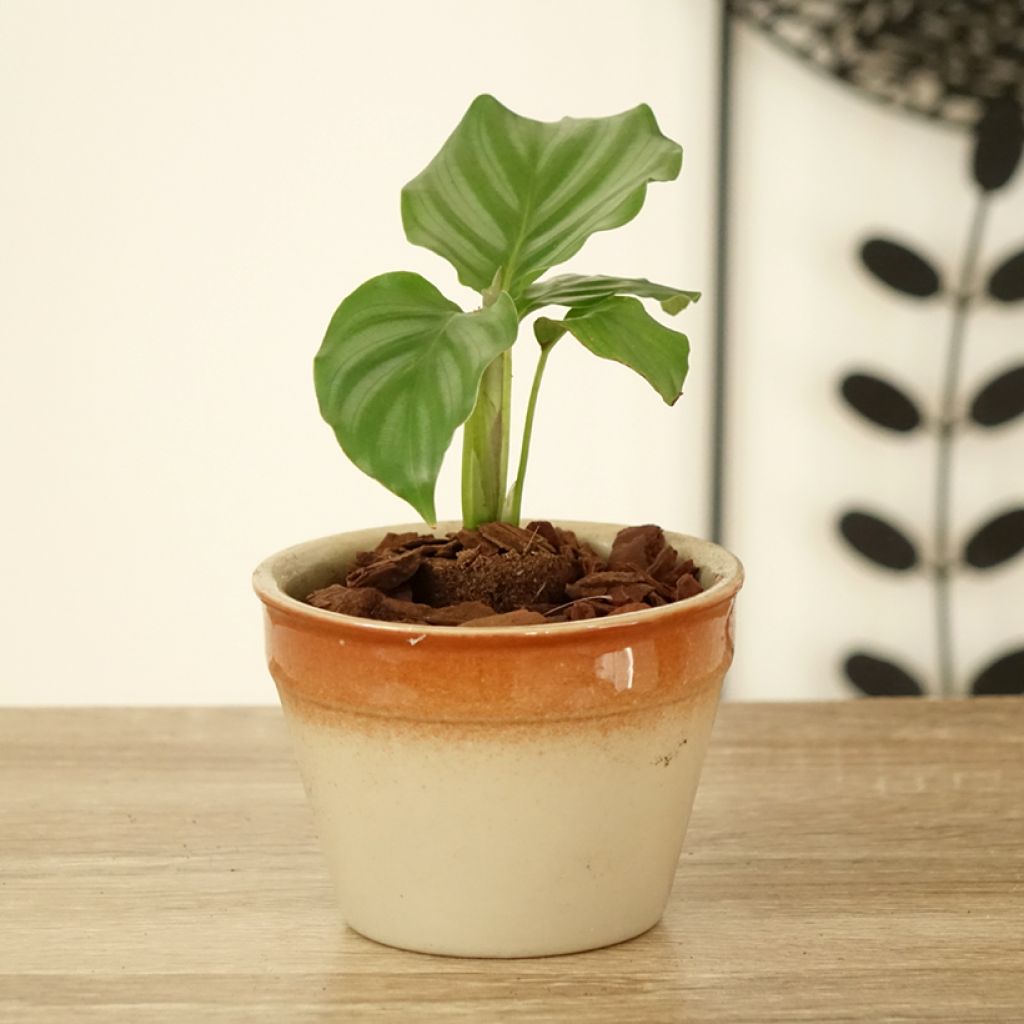 Calathea orbifolia - Peacock plant