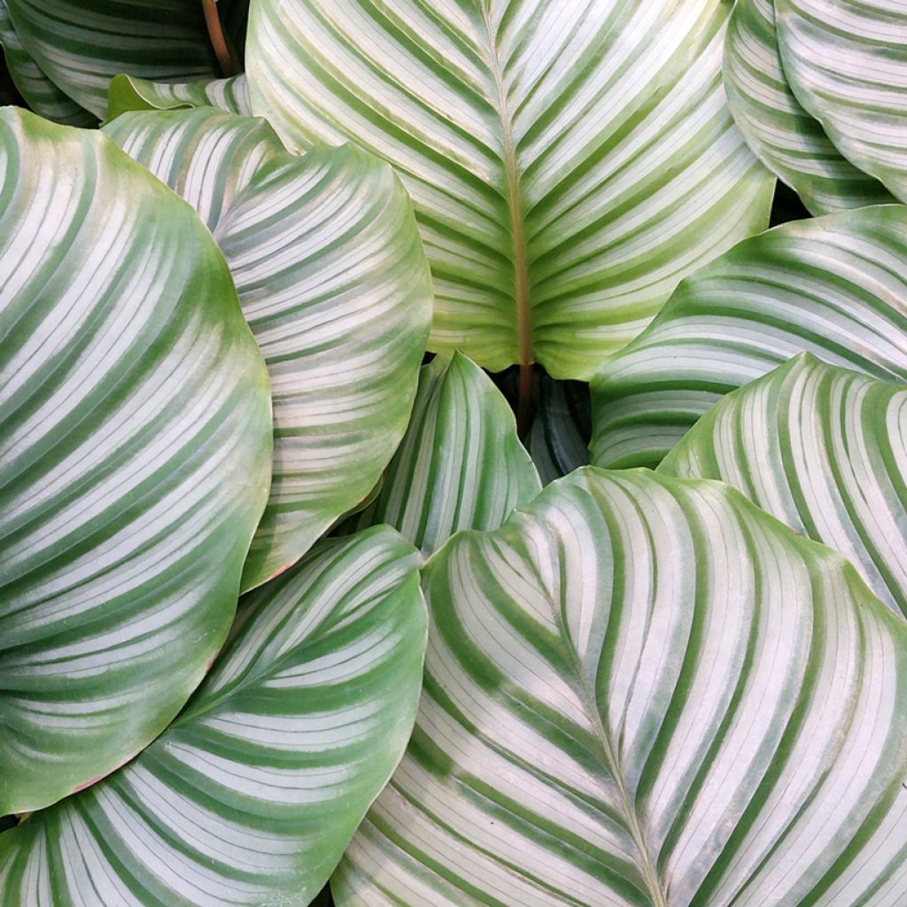 Calathea orbifolia - Peacock plant
