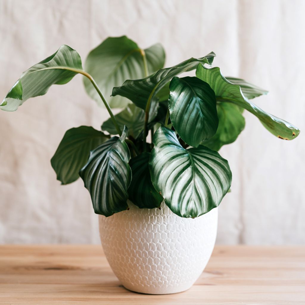 Calathea orbifolia - Peacock plant