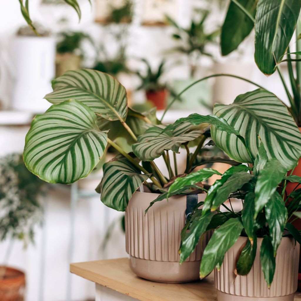 Calathea orbifolia - Peacock plant