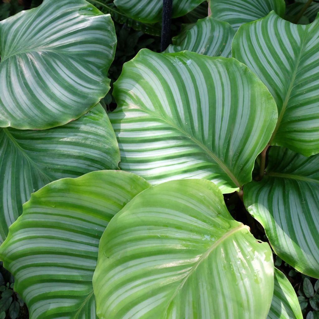 Calathea orbifolia - Peacock plant