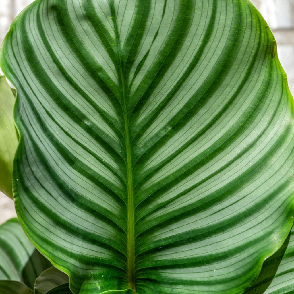 Calathea orbifolia - Peacock plant