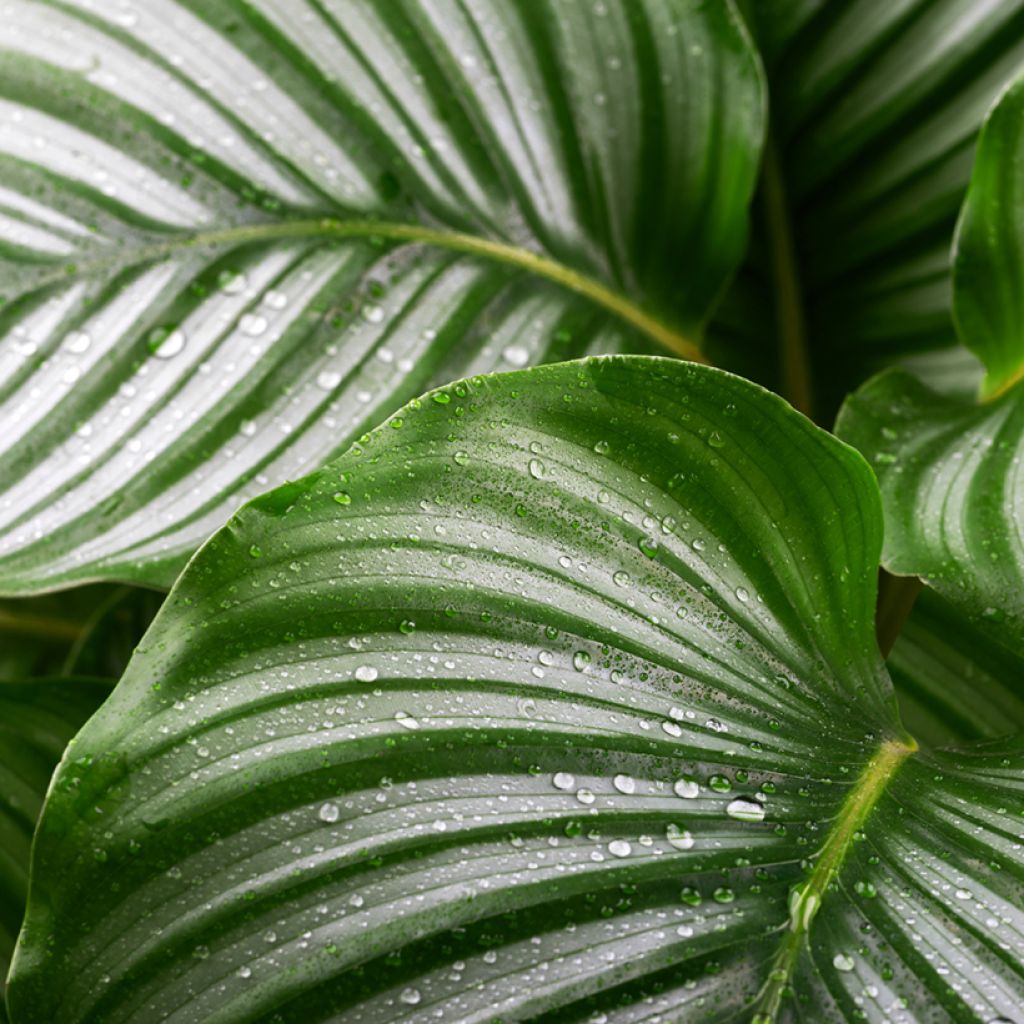 Calathea orbifolia - Peacock plant
