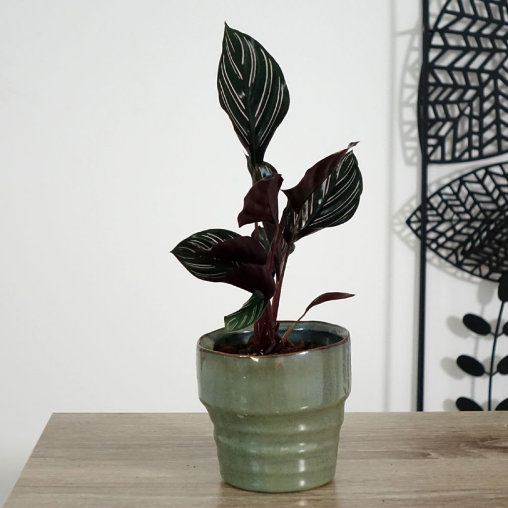 Calathea ornata - Pinstripe Calathea