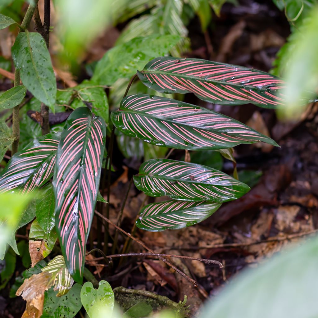 Calathea ornata - Pinstripe Calathea