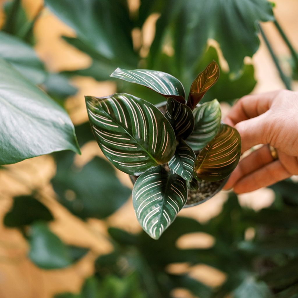 Calathea ornata - Pinstripe Calathea