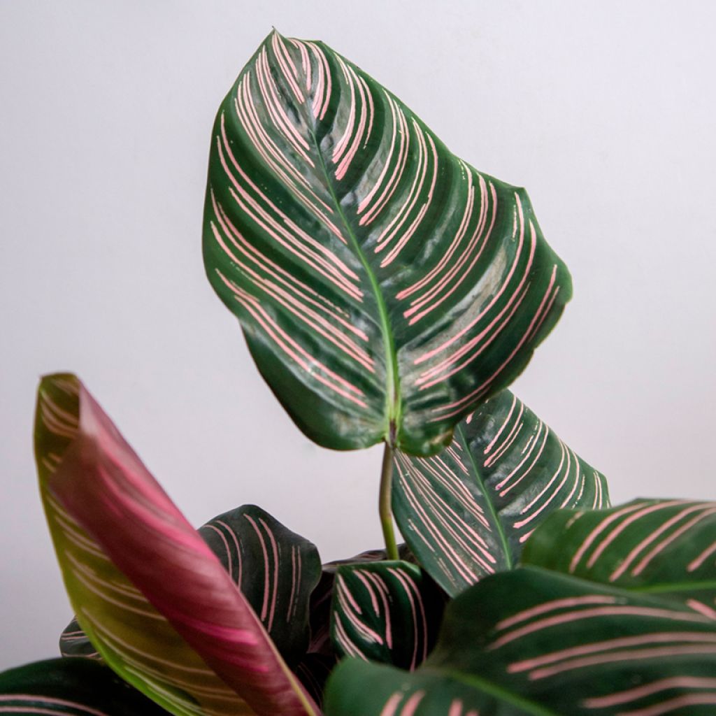 Calathea ornata - Pinstripe Calathea