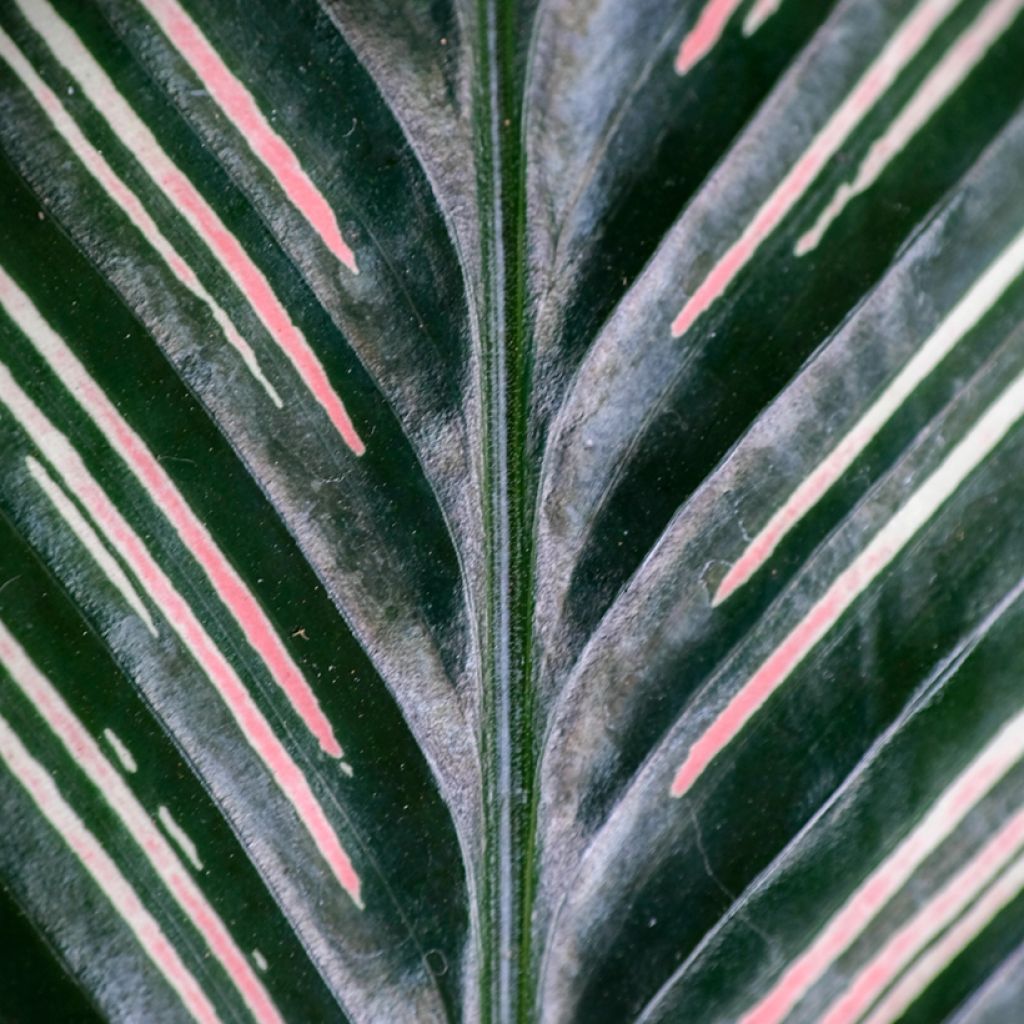 Calathea ornata - Pinstripe Calathea