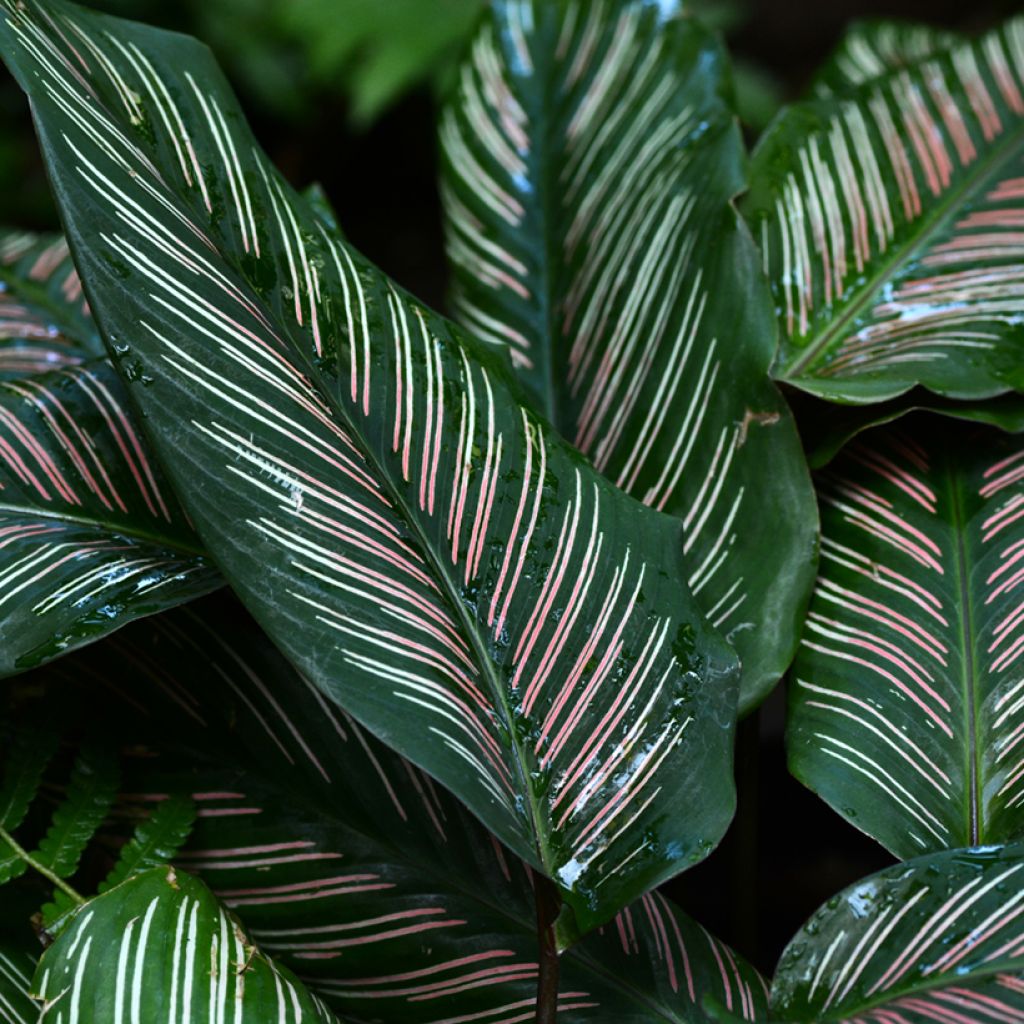 Calathea ornata - Pinstripe Calathea