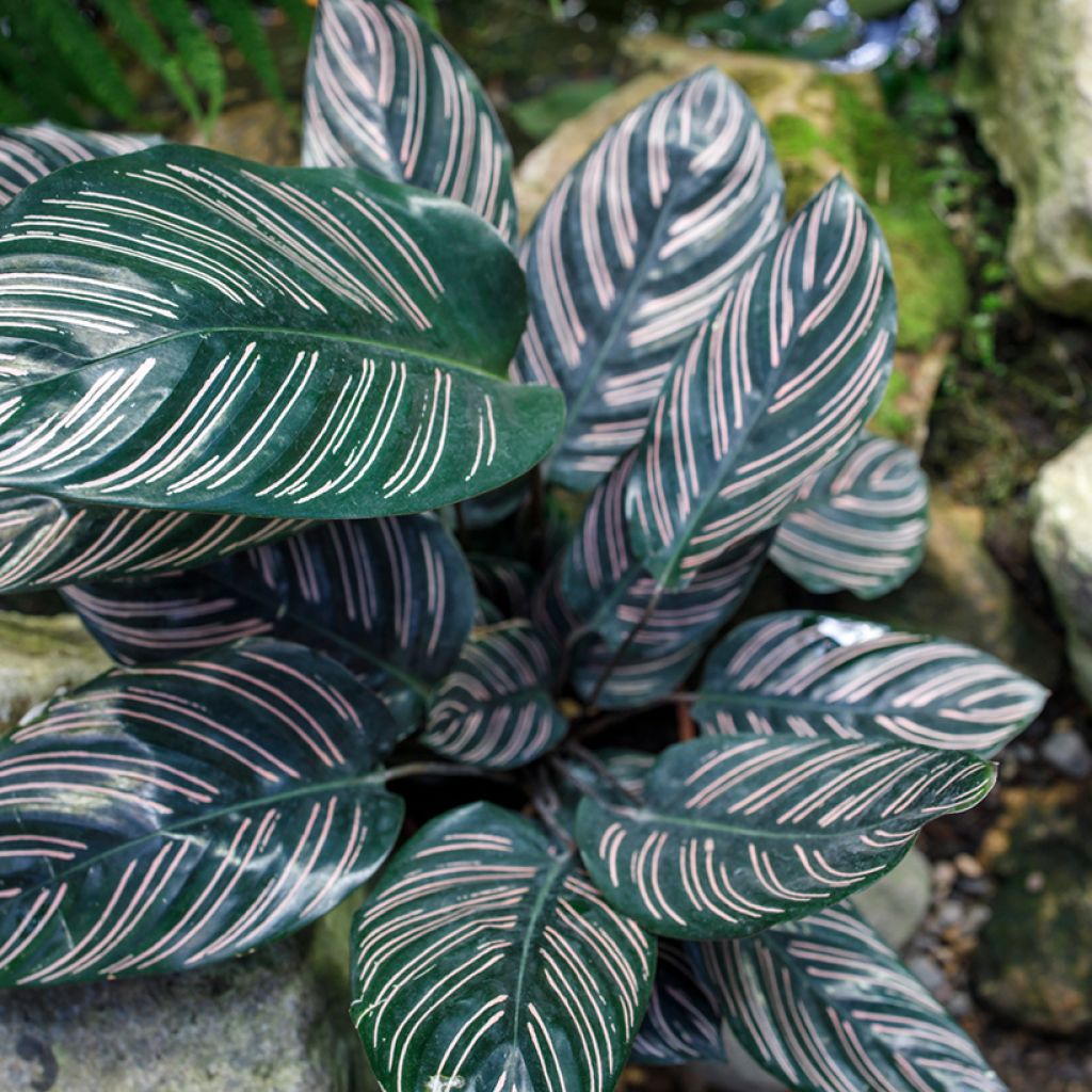 Calathea ornata - Pinstripe Calathea