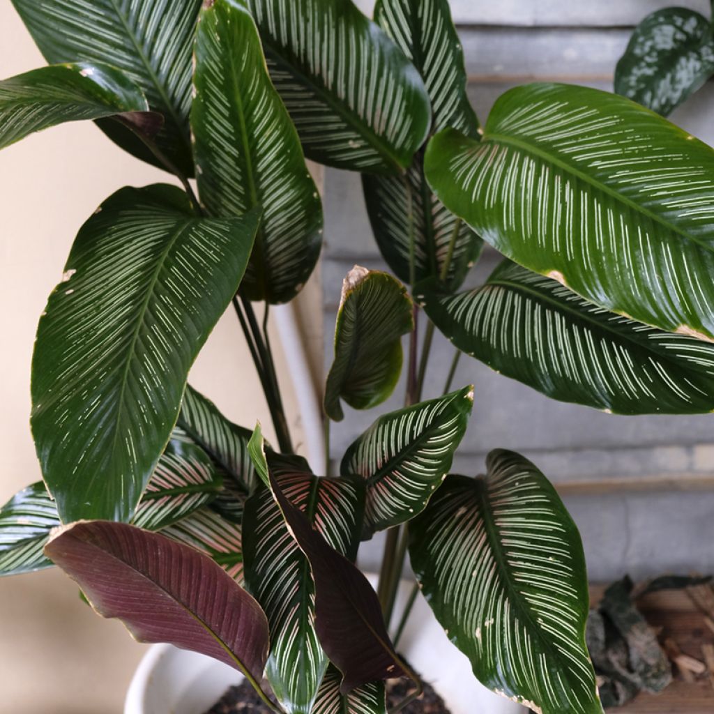 Calathea ornata - Pinstripe Calathea