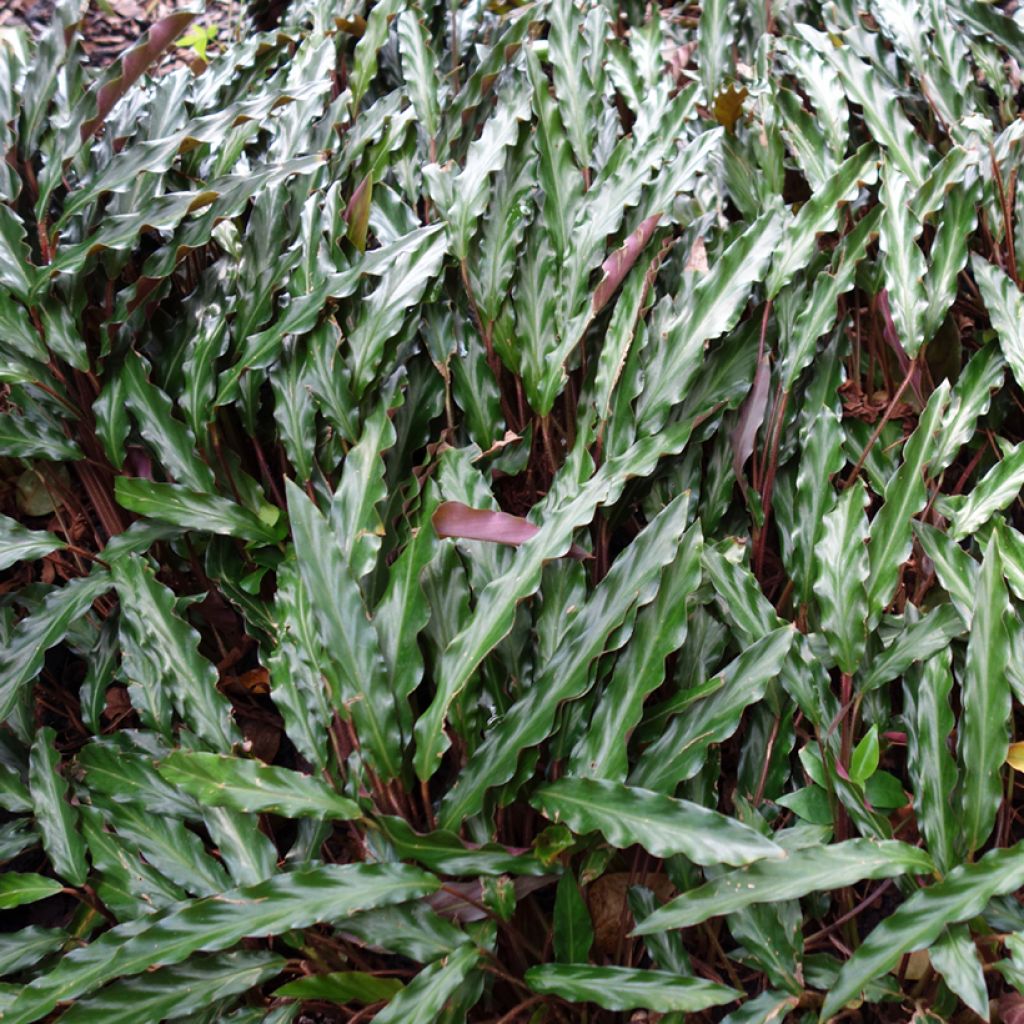 Calathea rufibarba  - Calathéa à poils roux, Calathea velours