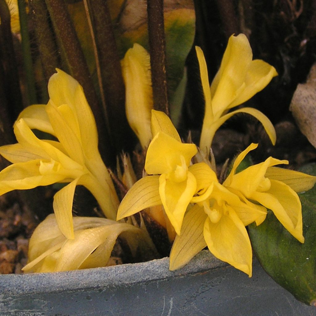 Calathea rufibarba  - Calathéa à poils roux, Calathea velours