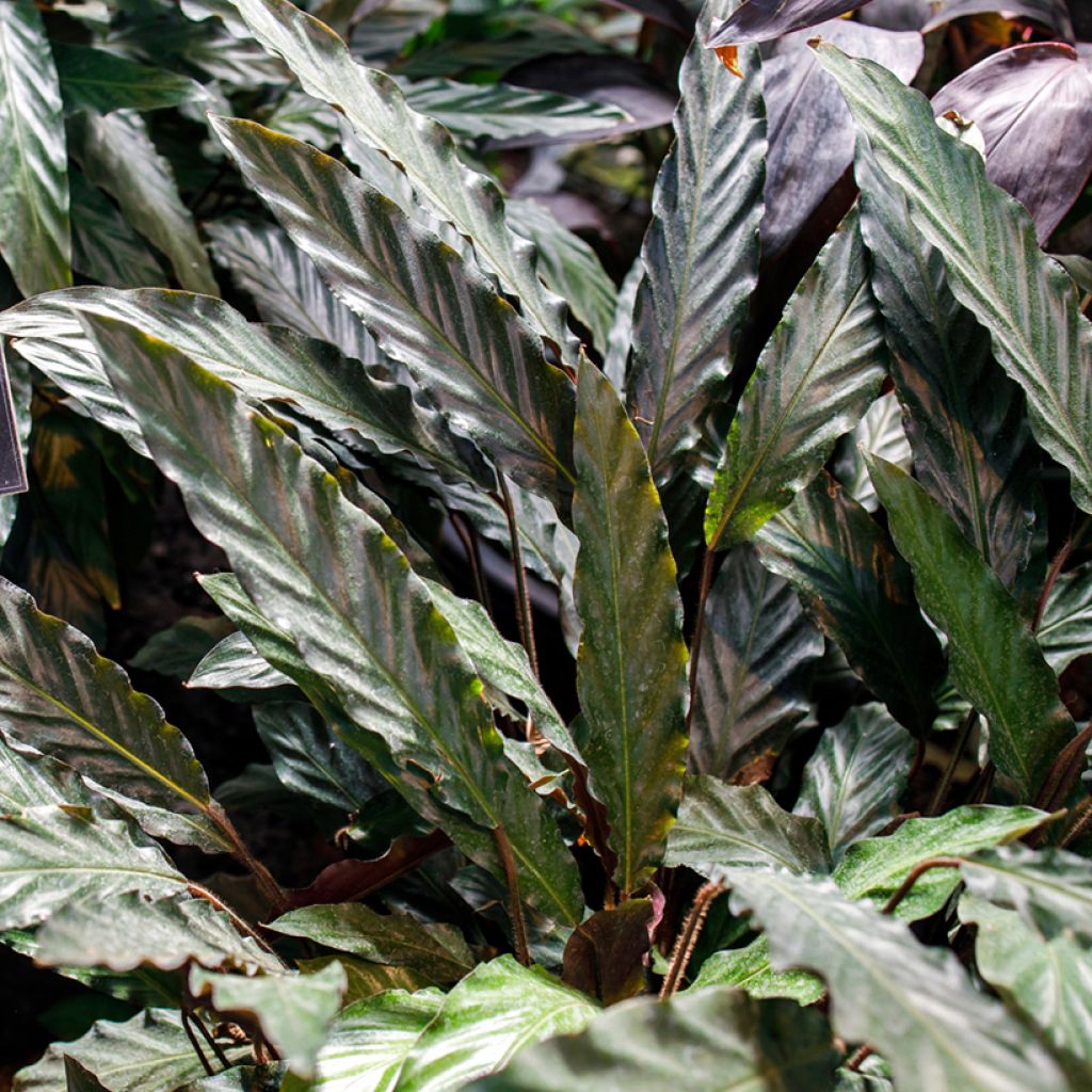 Calathea rufibarba  - Calathéa à poils roux, Calathea velours