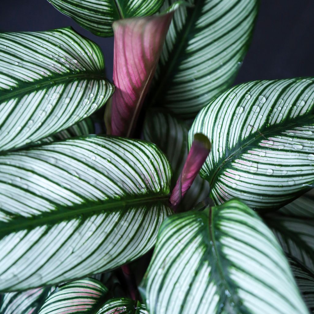 Calathea majestica White Star - Majestic prayer plant