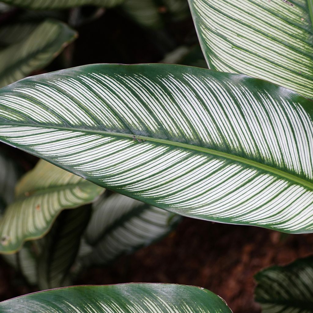 Calathea majestica White Star - Majestic prayer plant