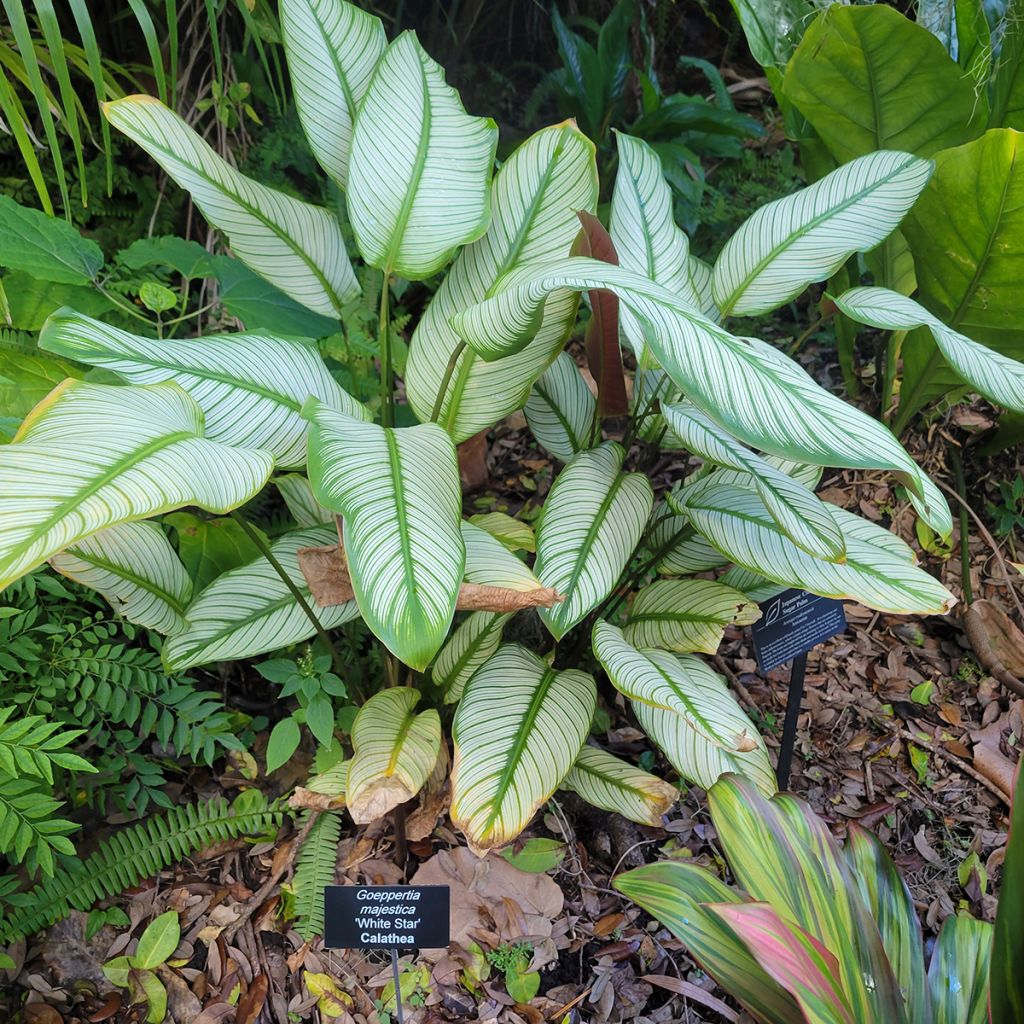 Calathea majestica White Star - Majestic prayer plant