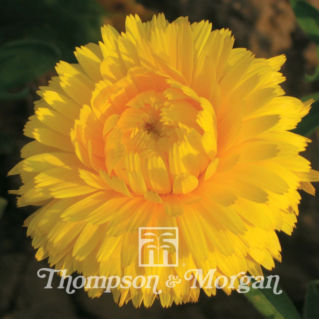 Calendula officinalis Chrysantha - Garden Marigold seeds