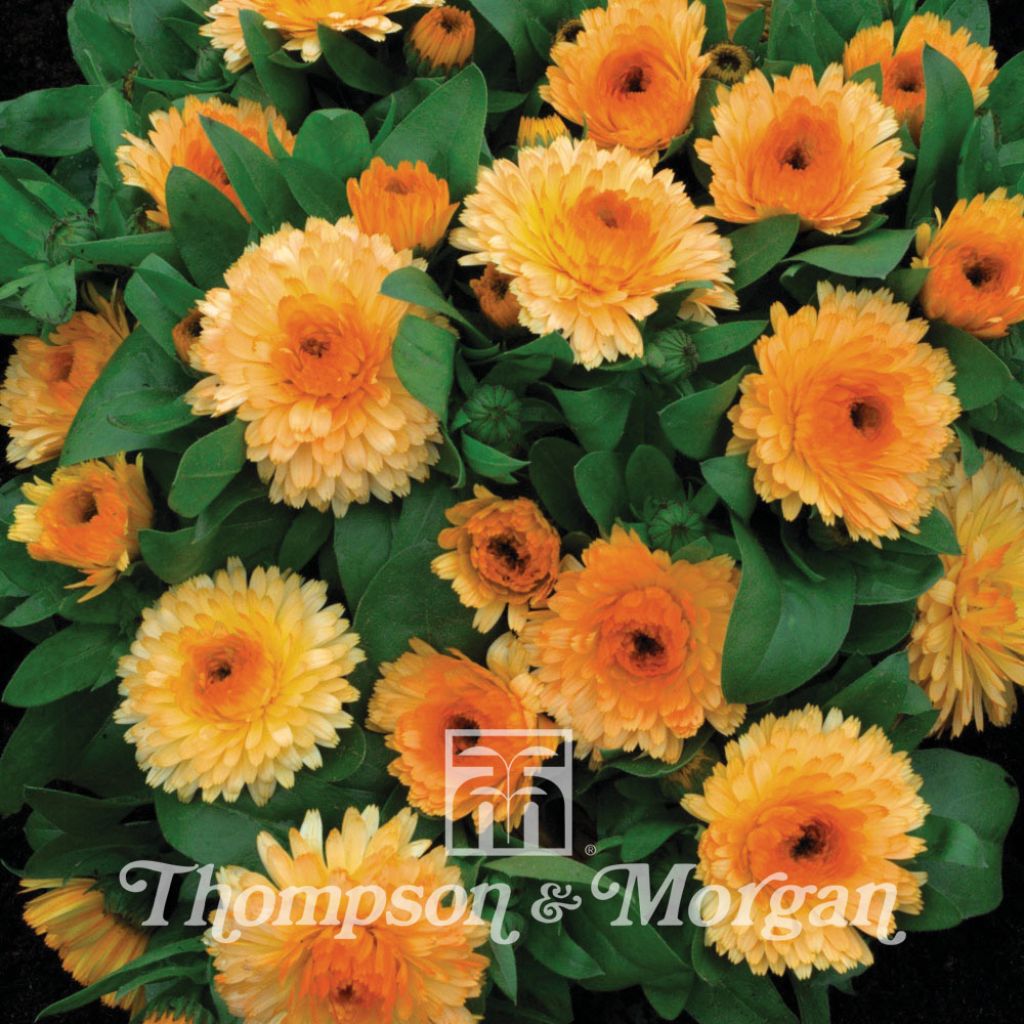 Calendula officinalis Apricot Twist Seeds - Dwarf Pot Marigold