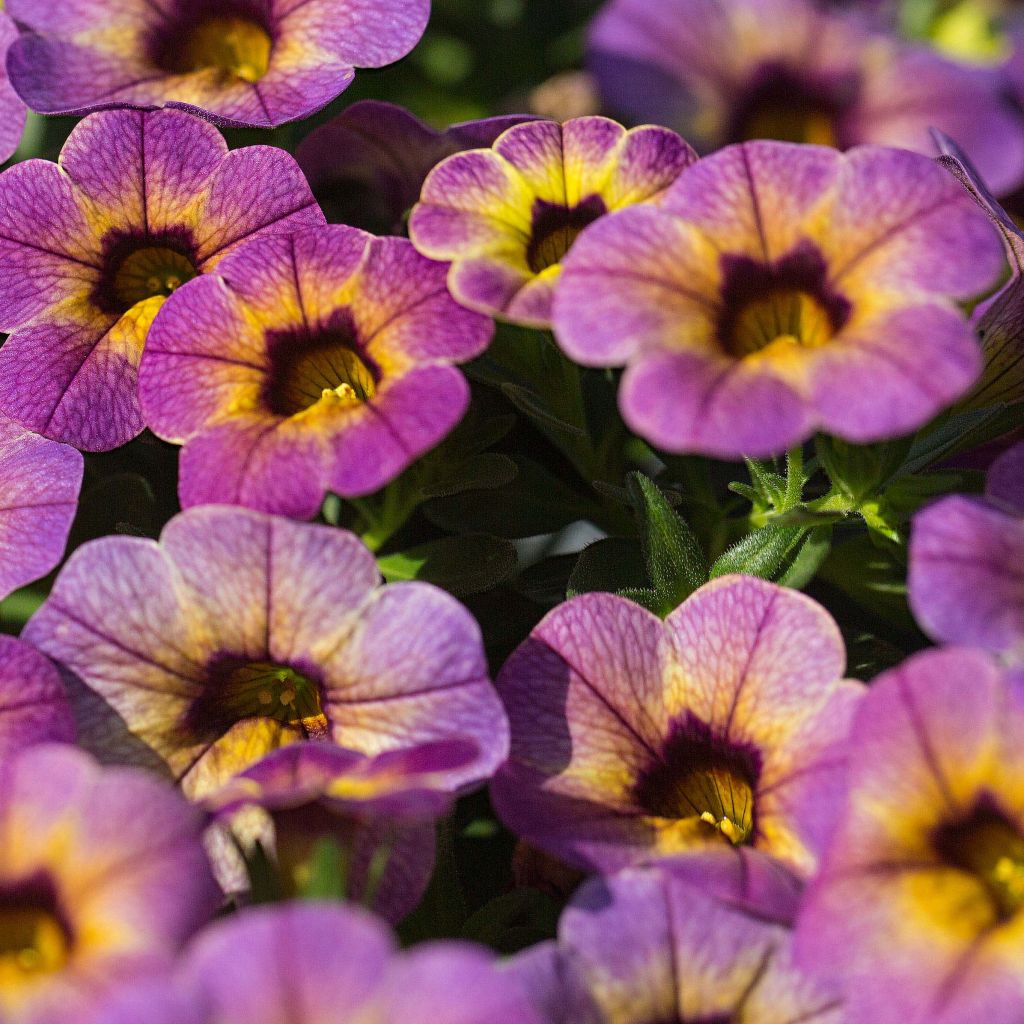 Calibrachoa Chameleon Blueberry Scone - Mini-Petunia