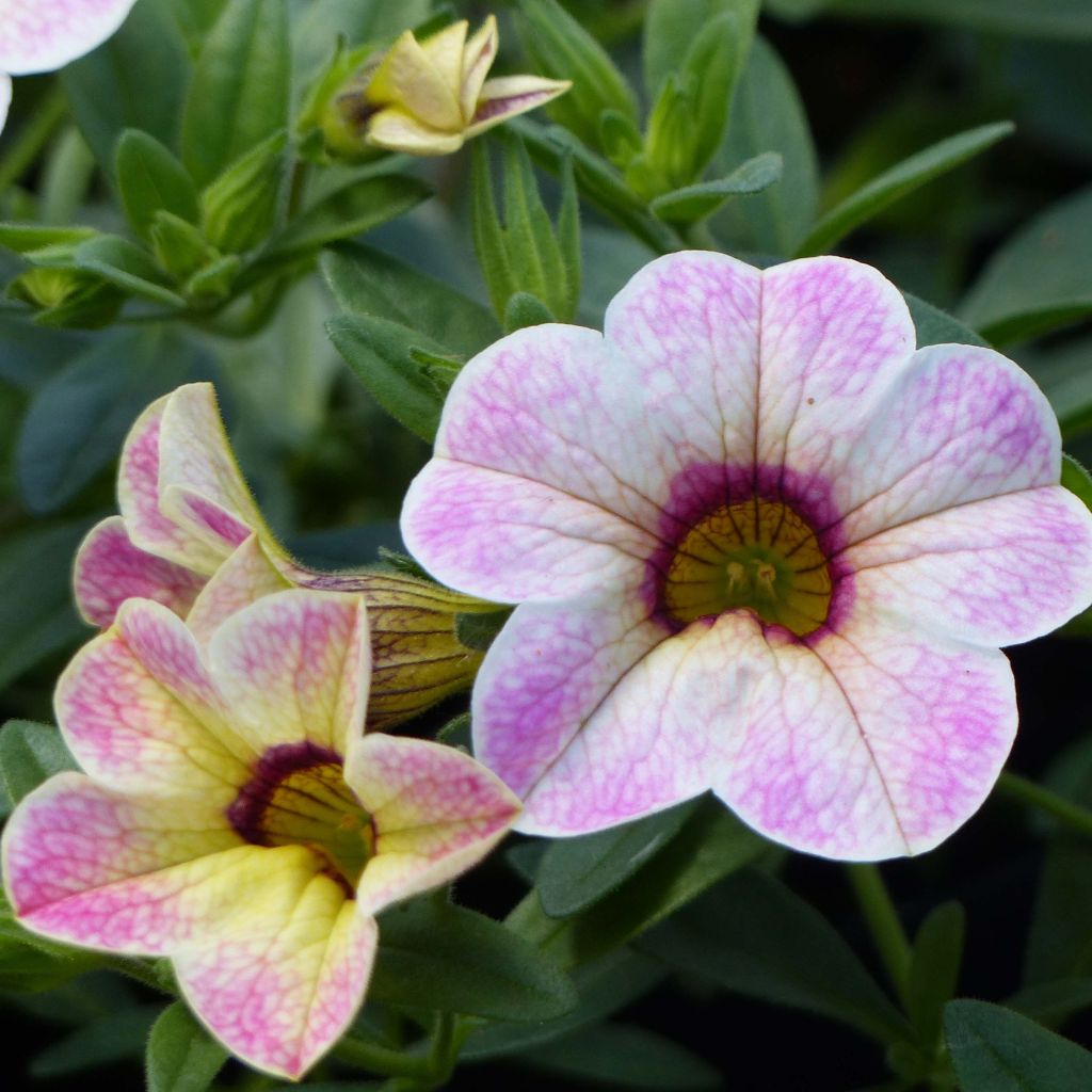 Calibrachoa Chameleon Pink Passion - Mini-Petunia