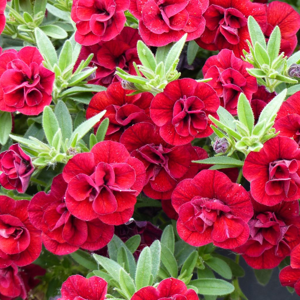 Calibrachoa Superbells Double Ruby - Double Mini-Petunia