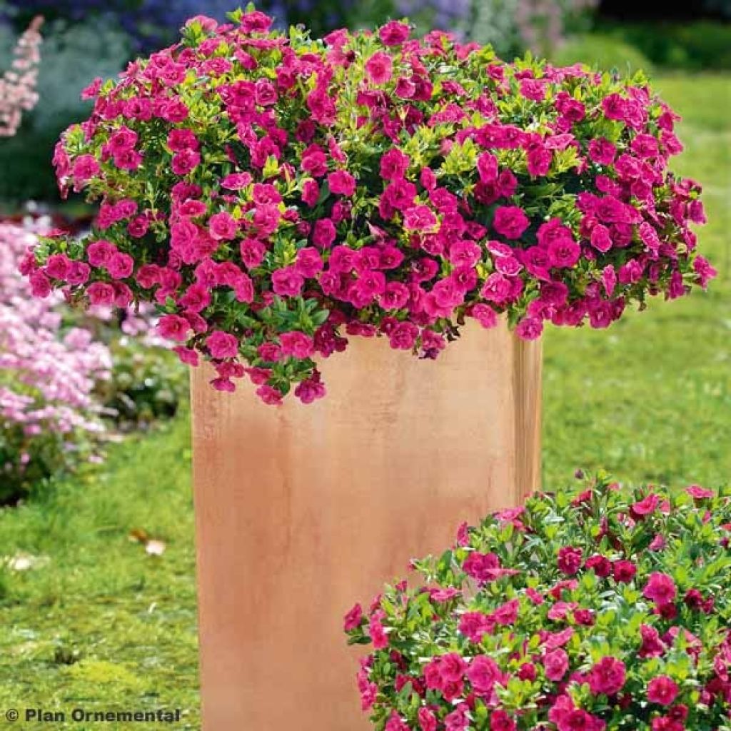 Calibrachoa Can-Can Rosies Pink - Double Mini-Petunia